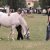 Amici Animali